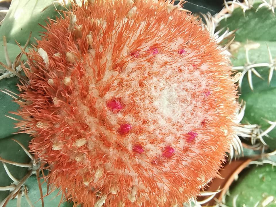 Melocactus Matanzanus