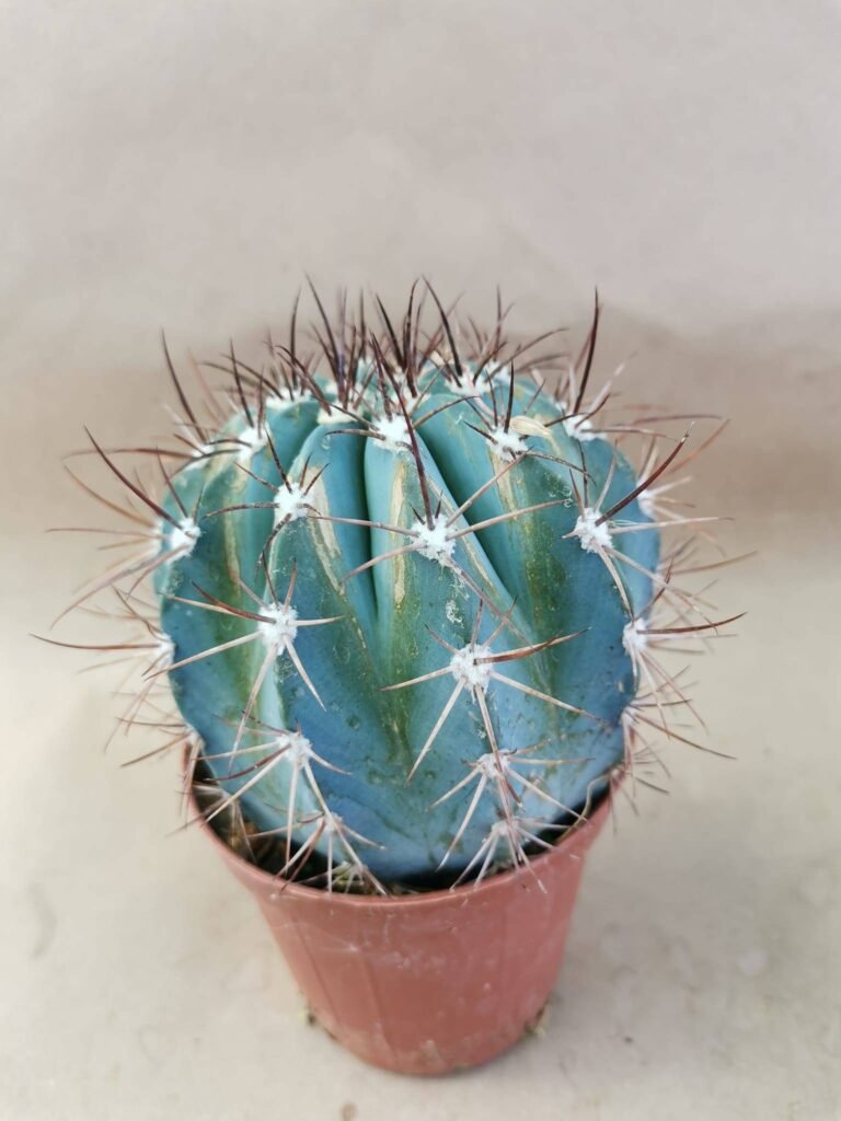 Melocactus Azureus