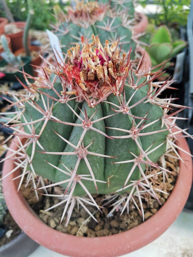 Melocactus Bahiensis