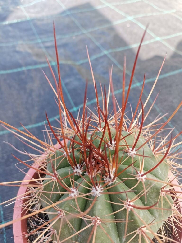 Melocactus Ferreophilus