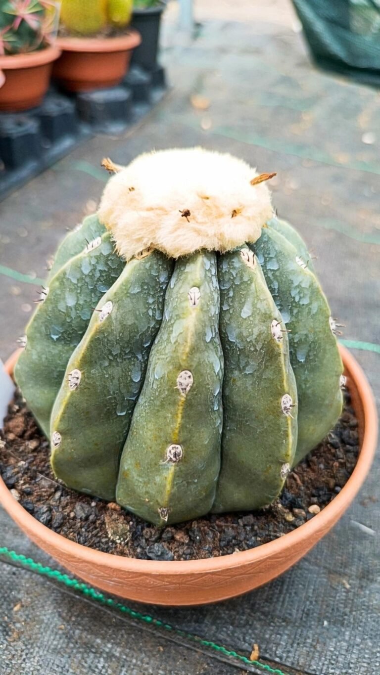 Melocactus Maxonii Inermis