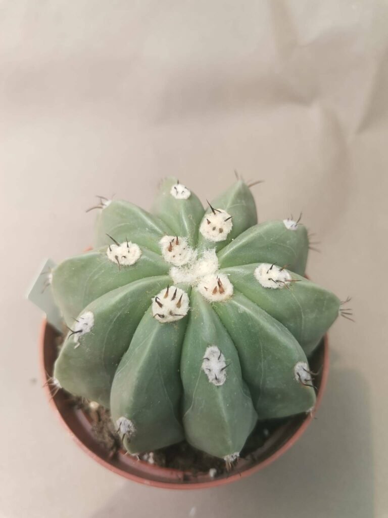 Siracactus-Cactus-Melocactus-maxonii-inermis.jpg