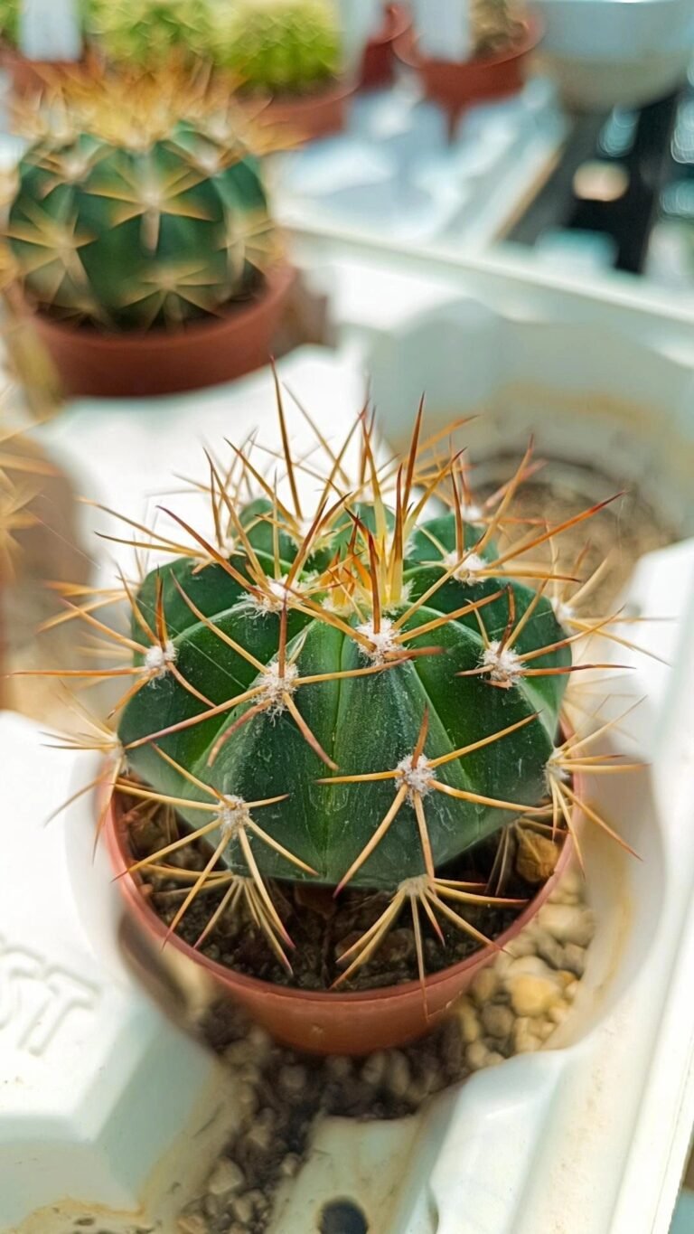 Melocactus pachyacanthus