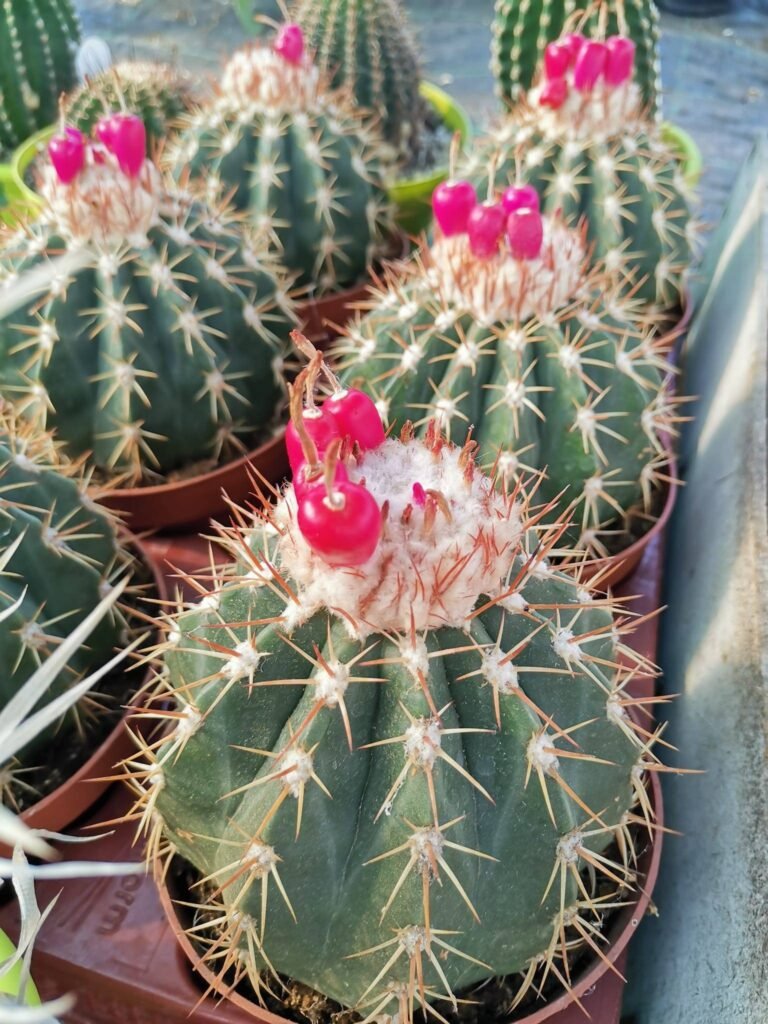 Melocactus Ruestii