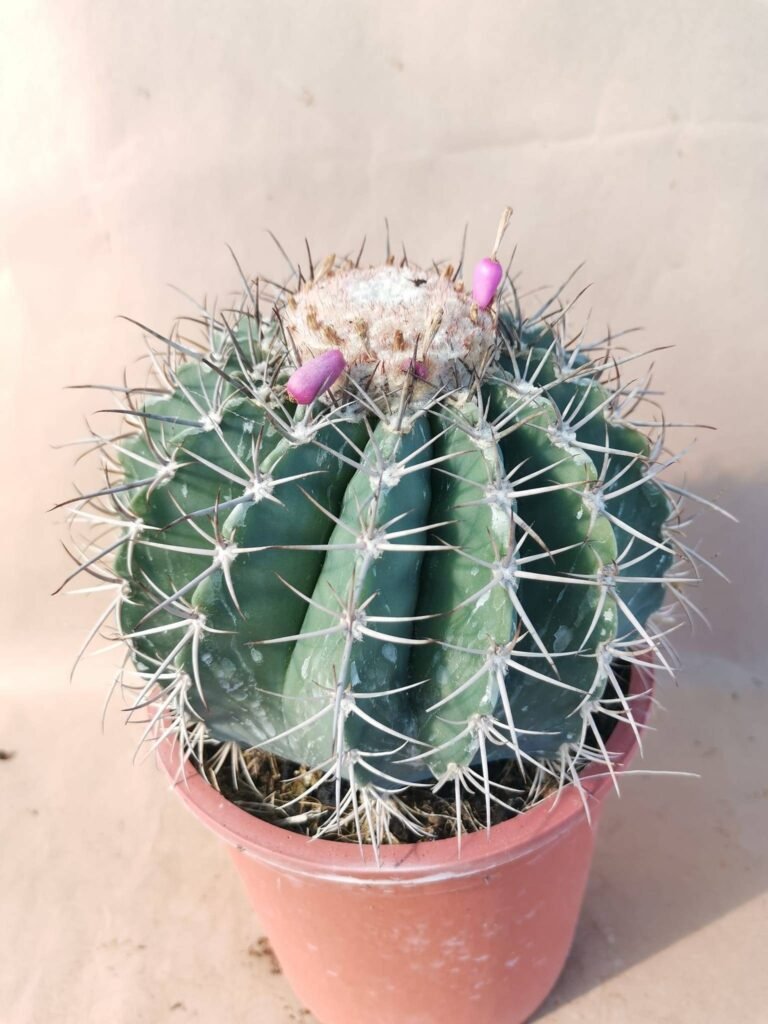 Melocactus sp con Cefalio