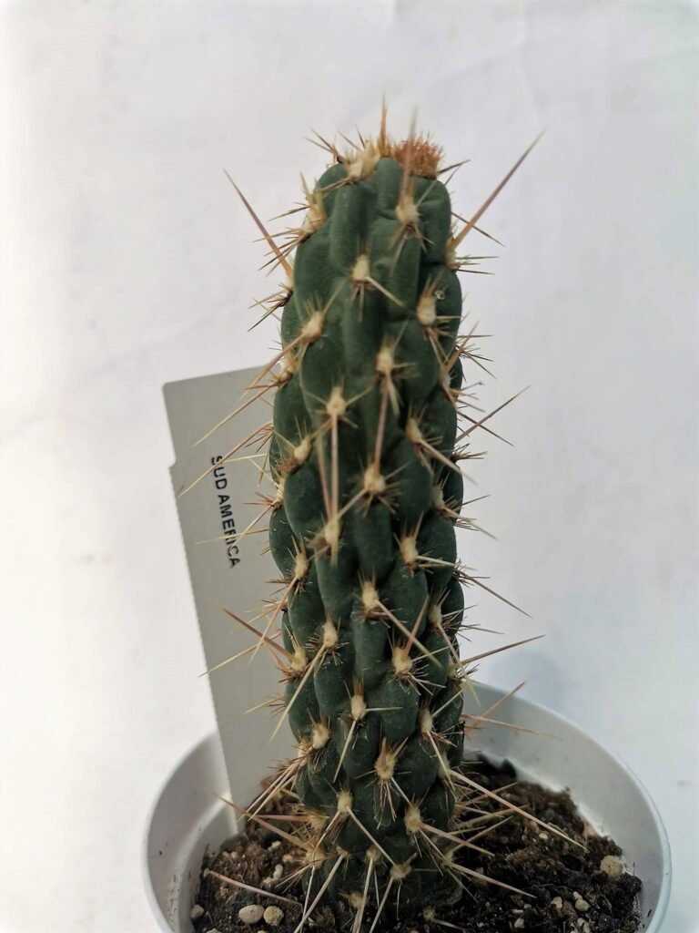 Miqueliopuntia Miquelii