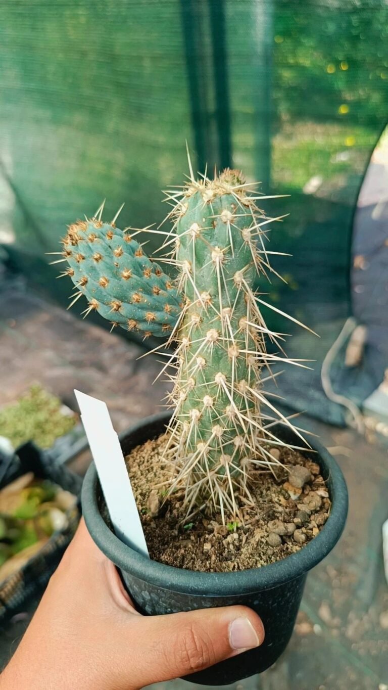 Miqueliopuntia Miquelii