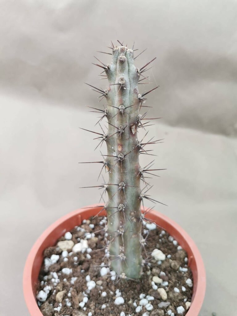 Monvillea Spegazzinii