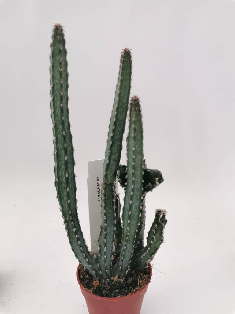 Monvillea Spegazzinii Crestata