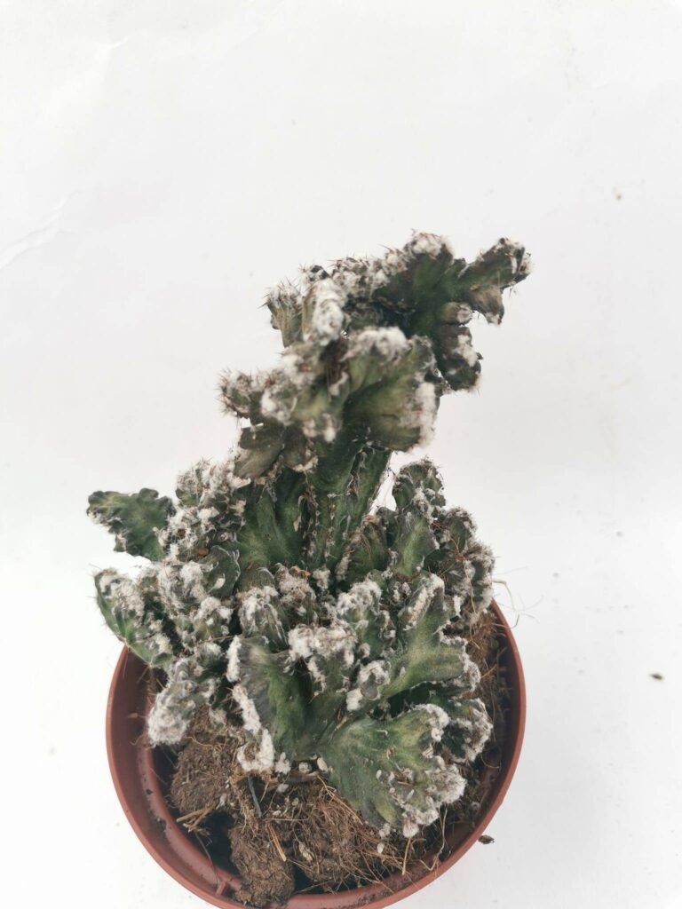 Monvillea Spegazzinii Crestata
