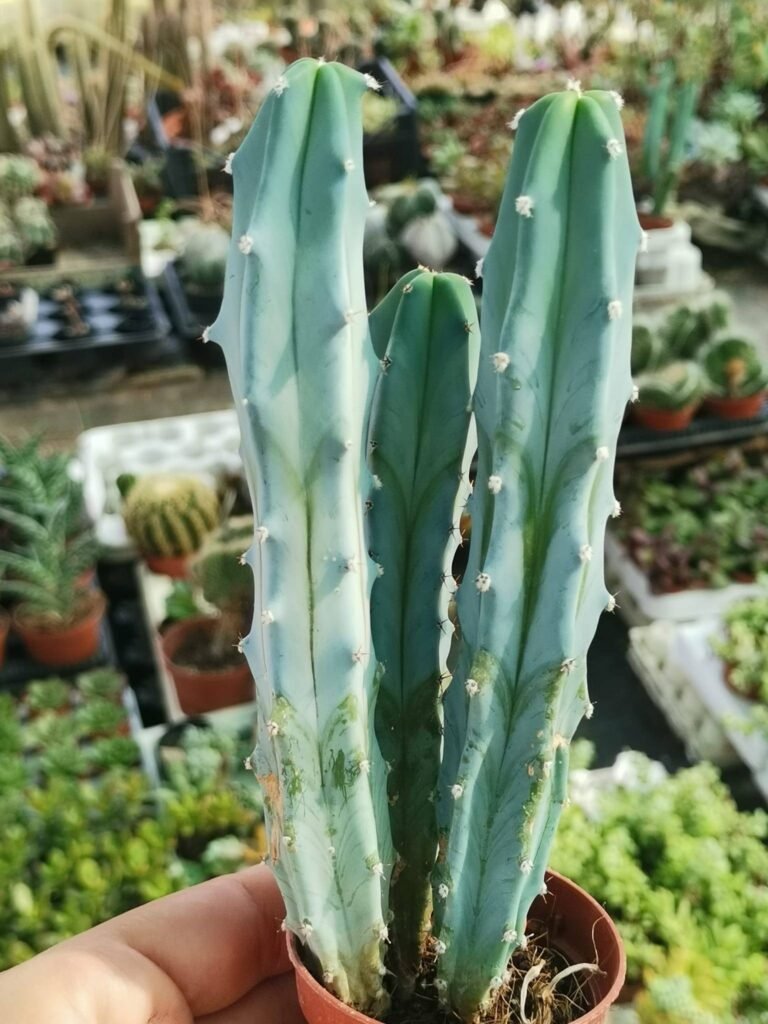 Myrtillocactus Geometrizans