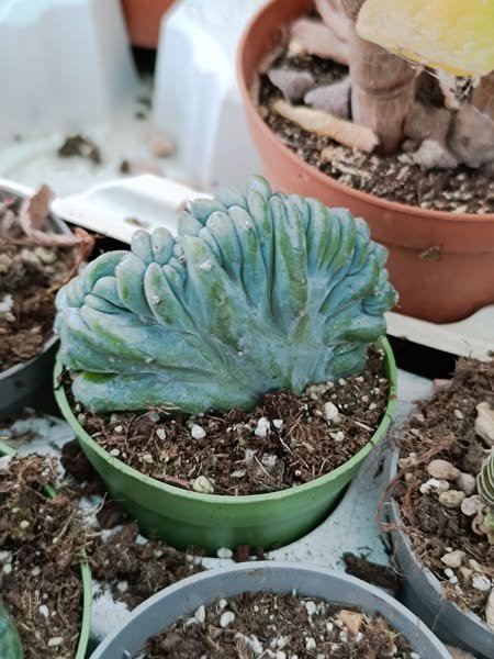 Myrtillocactus Geometrizans Crestata
