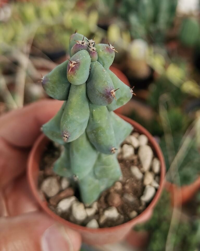 Myrtillocactus Geometrizans cv Fukurokuryuzinboku