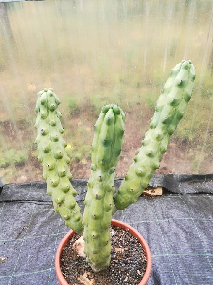Myrtillocactus Geometrizans cv Fukurokuryuzinboku