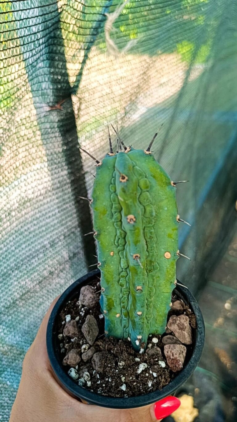 Myrtillocactus geometrizans cv grecas