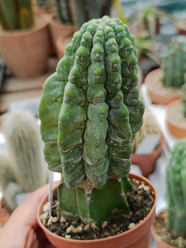 Myrtillocactus geometrizans cv. ‘Glorp’ innestata