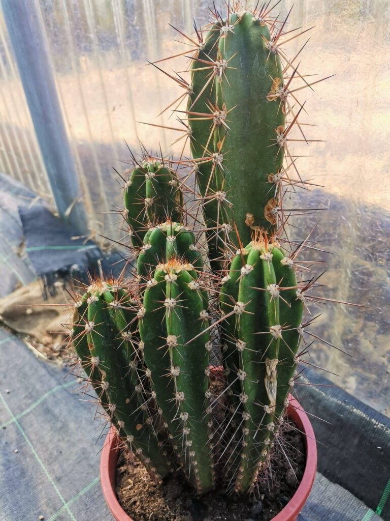 Neocardenasia Herzogiana accestita Big