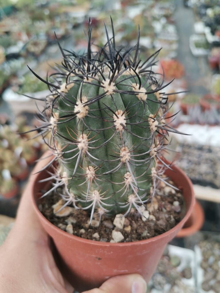 Neoporteria Clavata