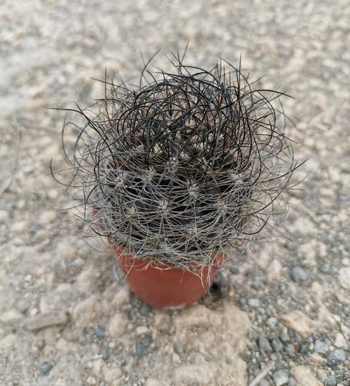 Neoporteria Nidus