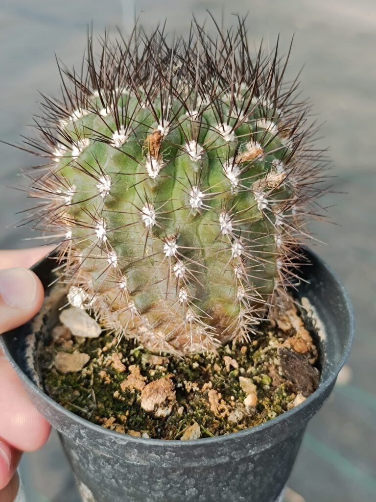 Neoporteria Sp