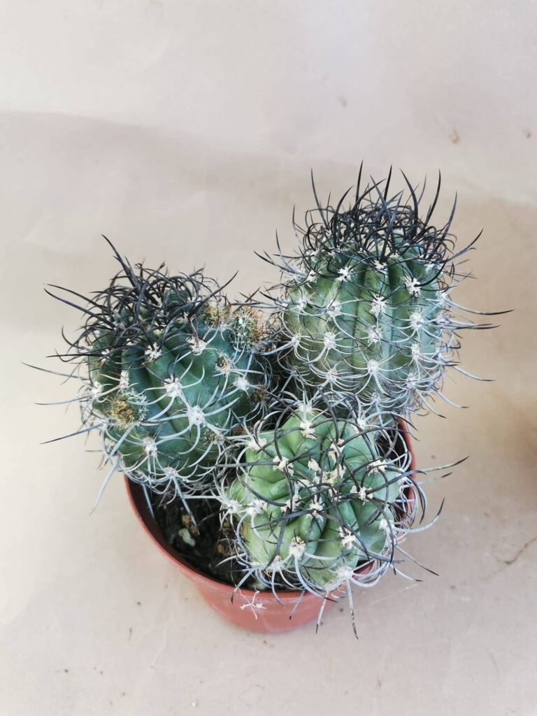 Neoporteria Curvispina