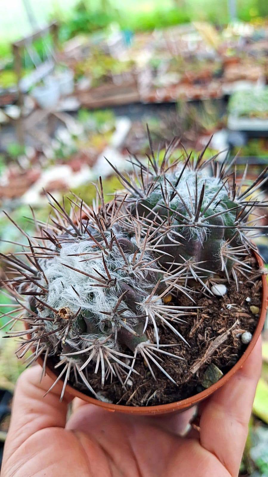 Neoporteria floccosa X2