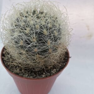Neoporteria Gerocephala