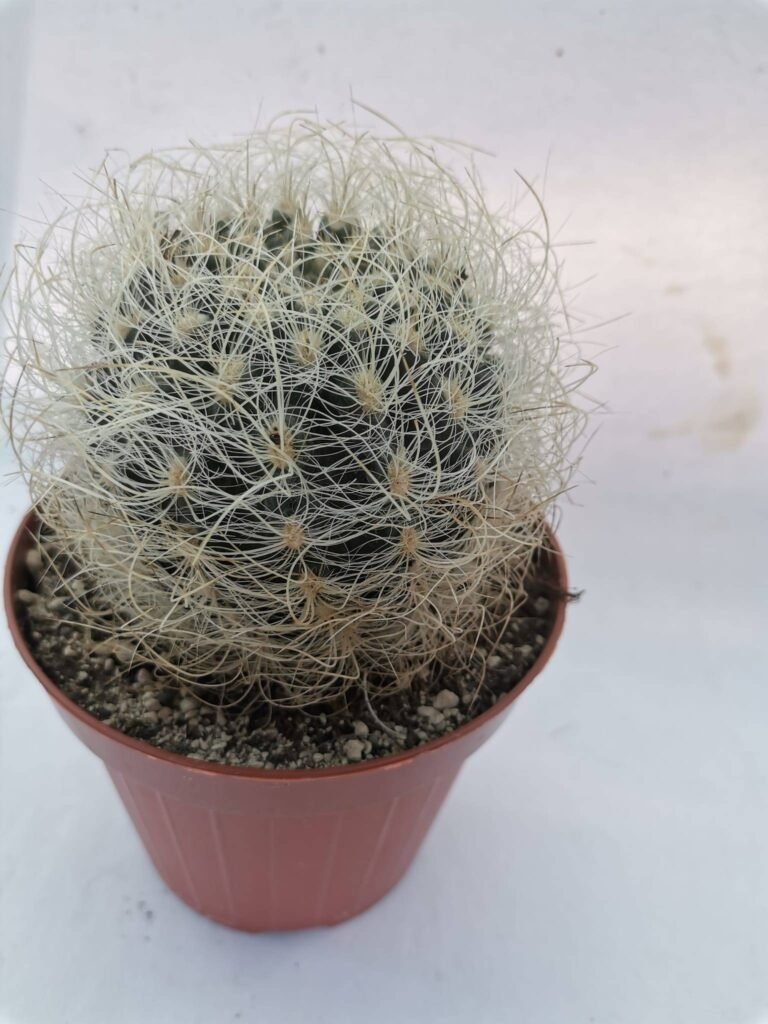 Neoporteria Gerocephala