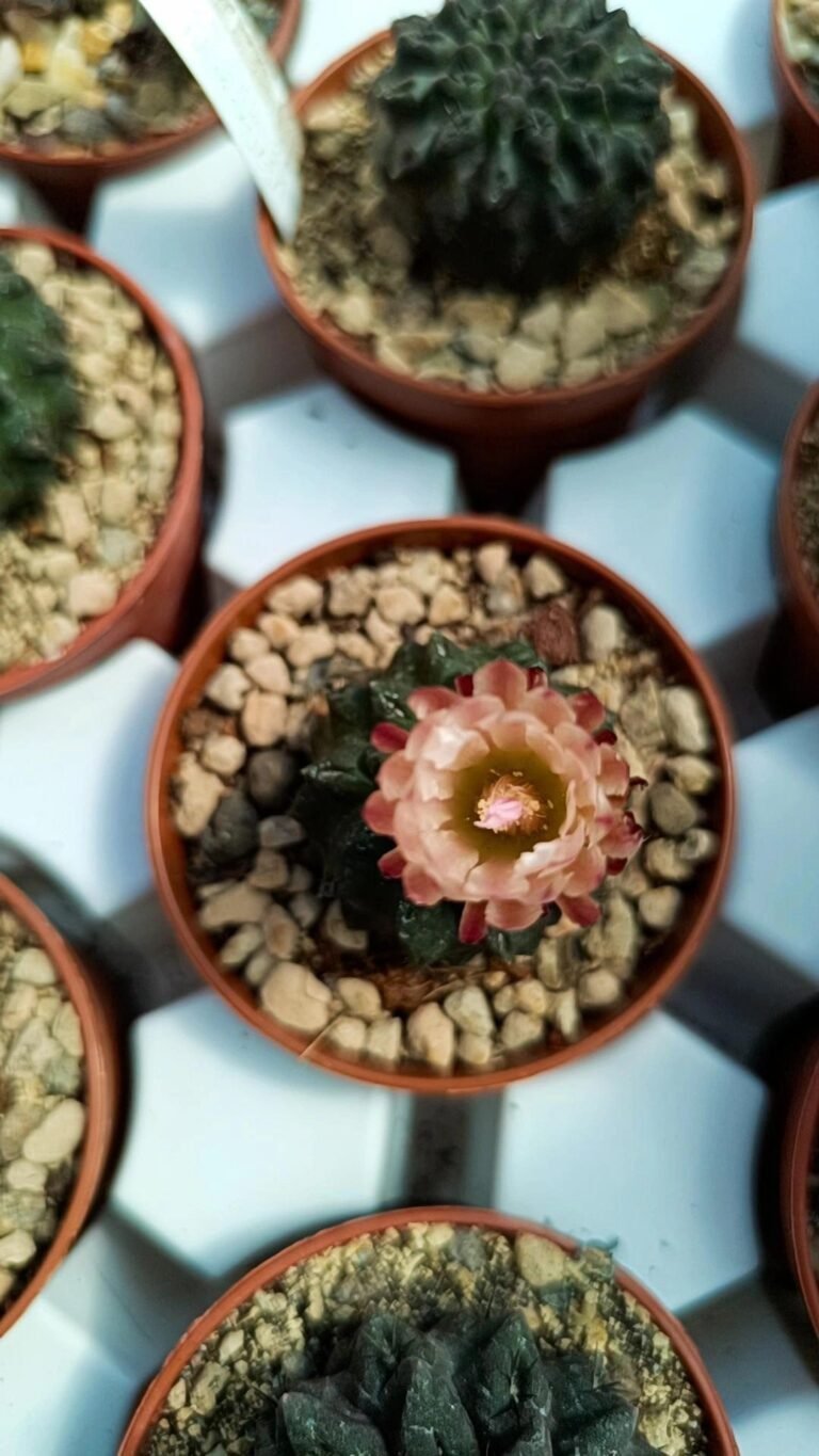 Neoporteria Occulta
