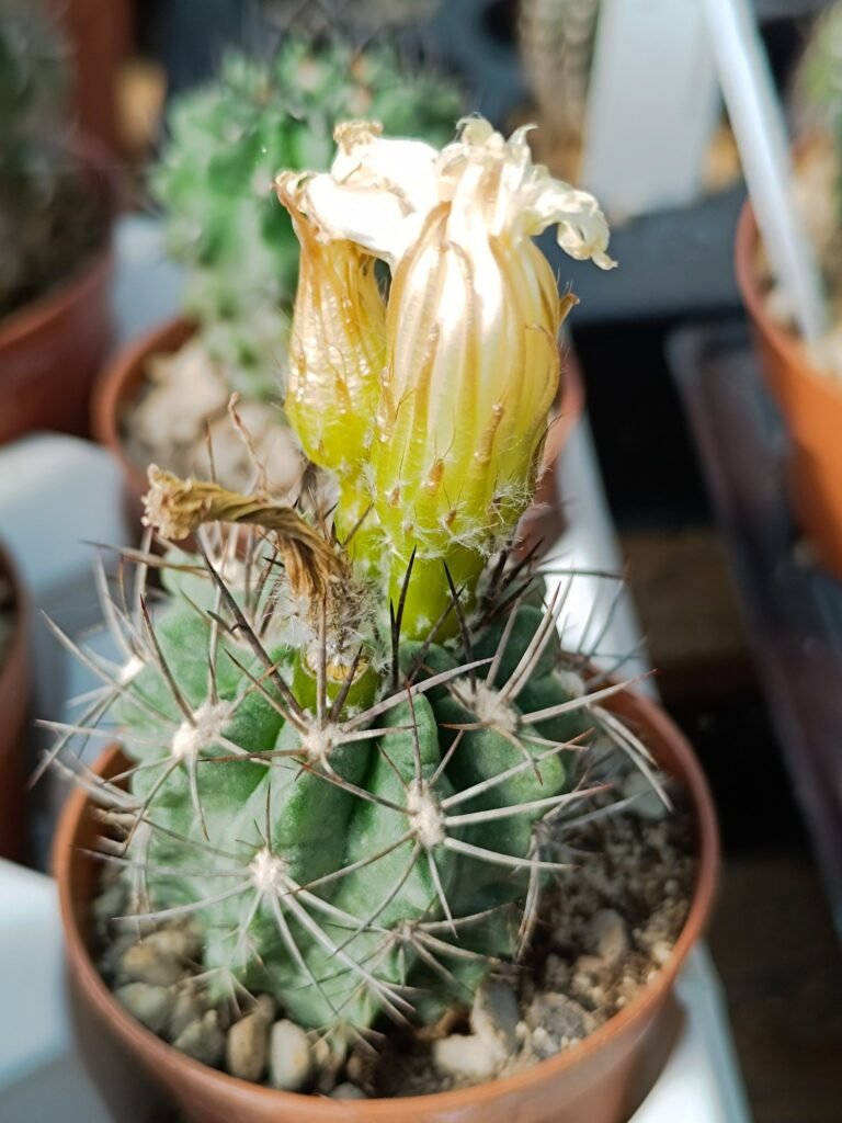 Neoporteria Paucicostata