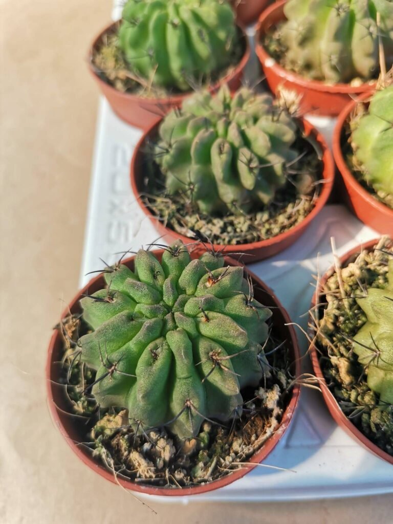 Neoporteria Paucicostata v. Viridis