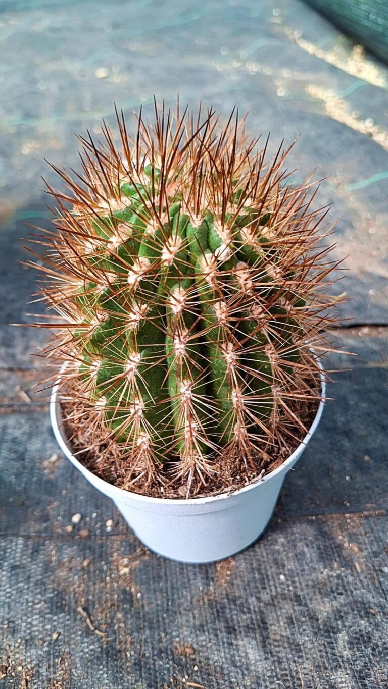 Siracactus-Cactus-Neoporteria-subgibbosa.jpg