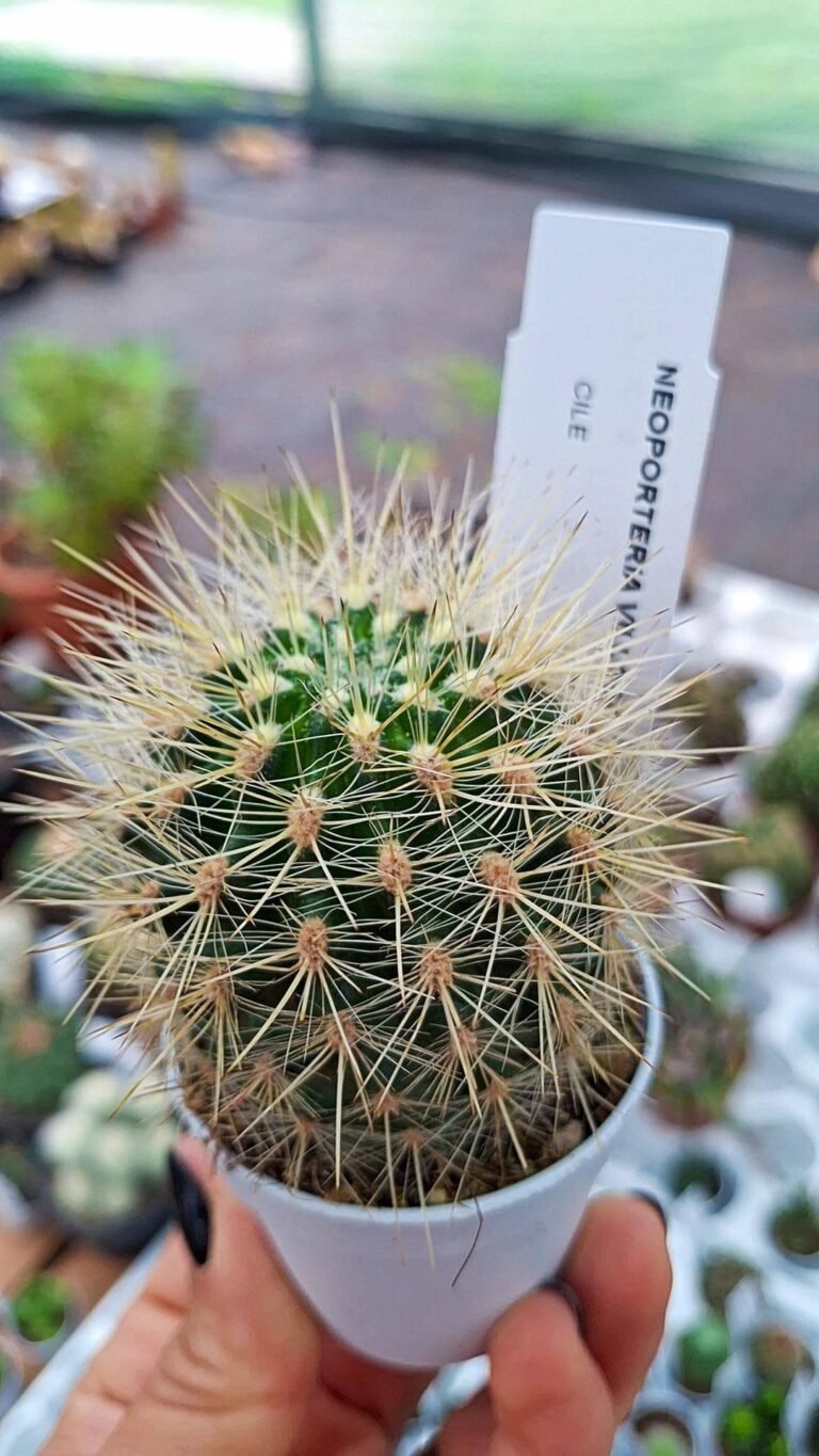 Neoporteria Villosa