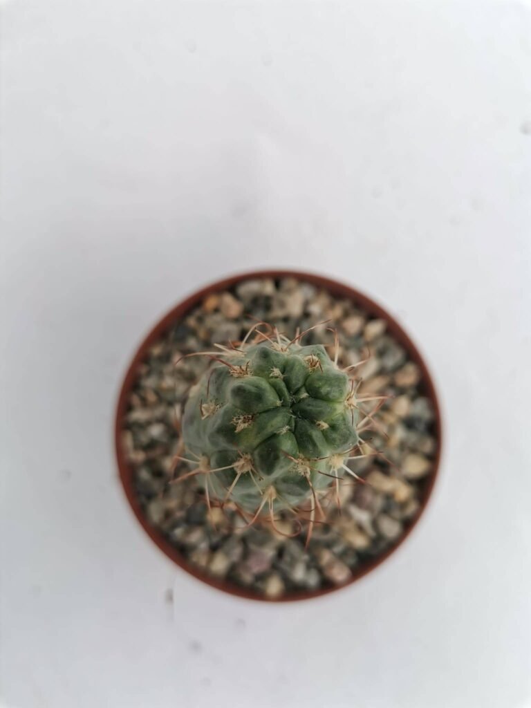 Neowerdemannia Vorwerkii Innestata