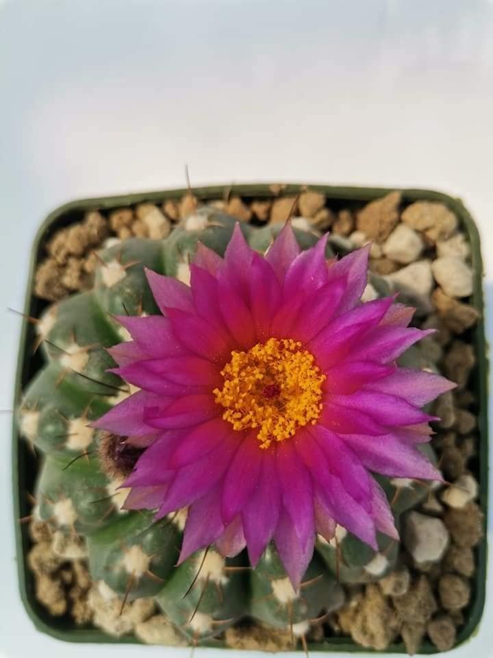 Notocactus Uebelmannianus Inermis