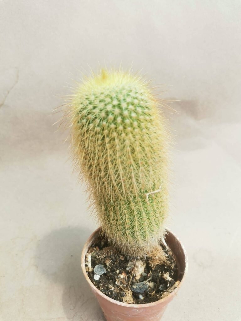 Notocactus Leninghausii