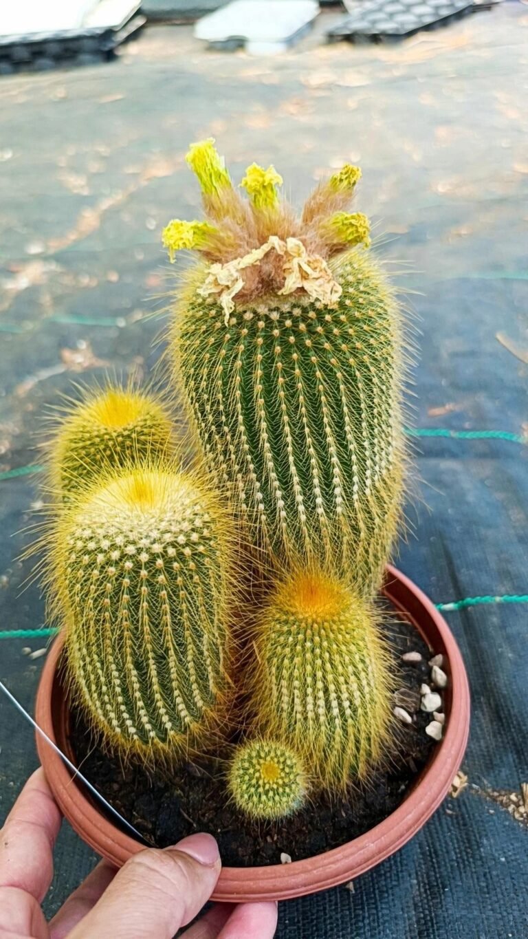 Notocactus Leninghausii