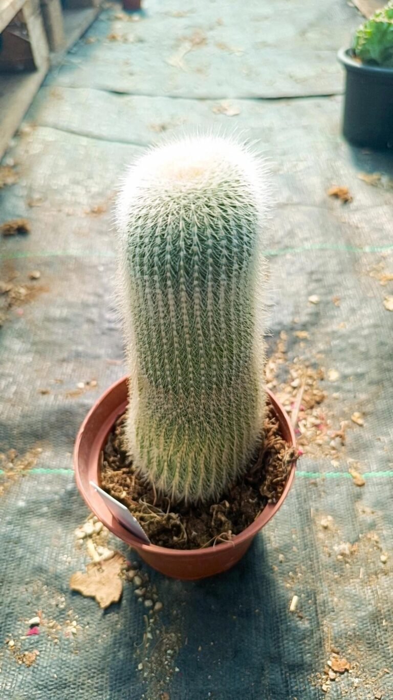 Notocactus Leninghausii Albispina