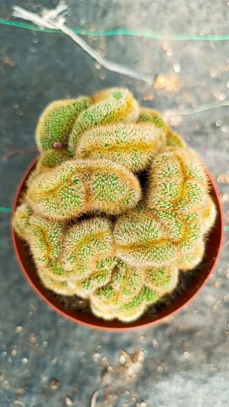 Notocactus Leninghausii Crestata
