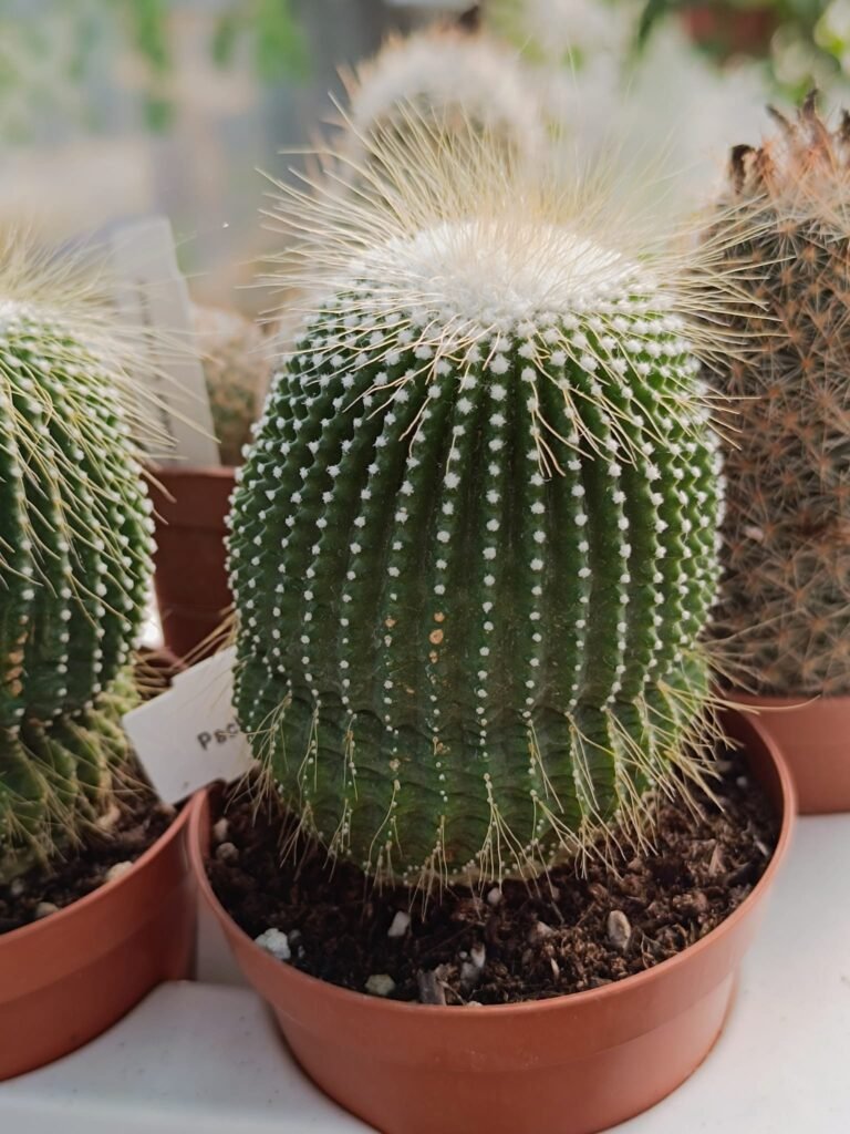Notocactus Leninghausii Inermis