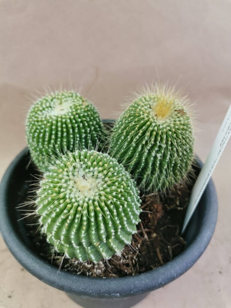 Notocactus Leninghausii Inermis