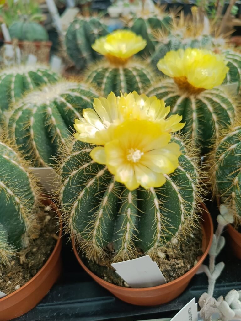 Notocactus Magnificus