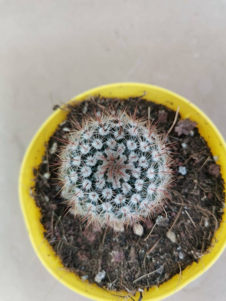 Notocactus Schlosseri