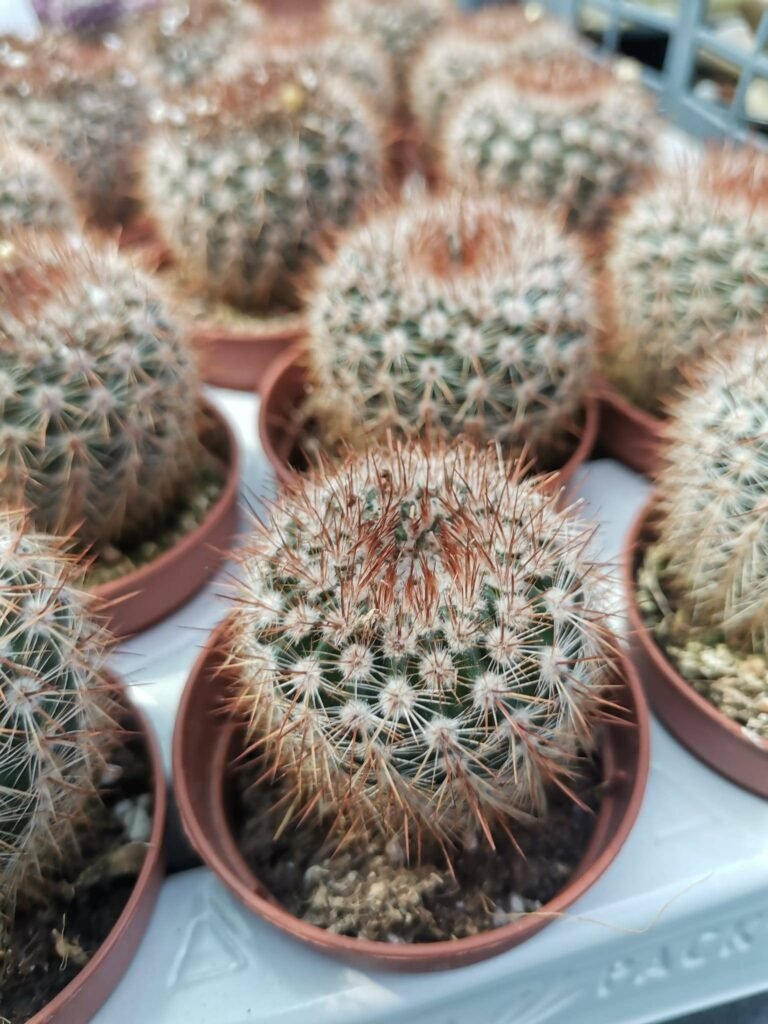Notocactus Schlosserii