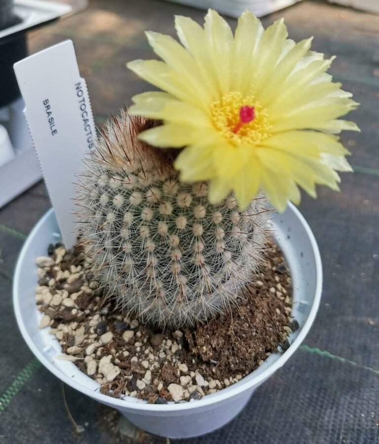 Notocactus Scopa