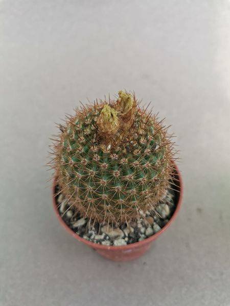 Notocactus sp fioritura gialla