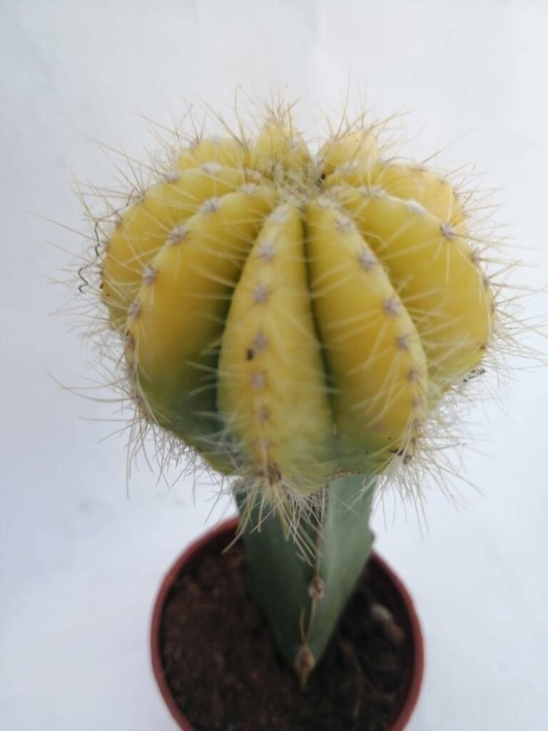 Notocactus sp Variegata Innestata