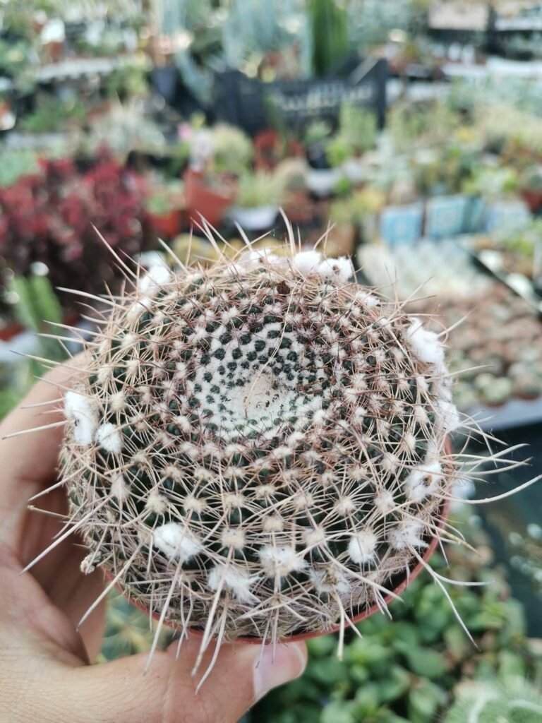 Notocactus Tabularis