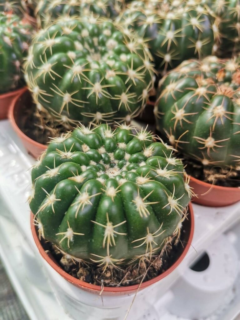 Notocactus Uebelmannianus