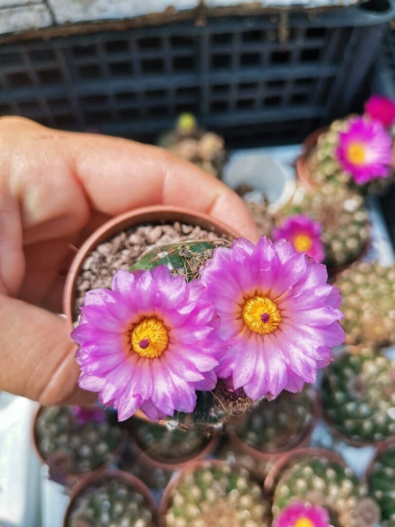 Notocactus Uebelmannianus